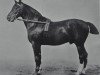 stallion Alnok (Hanoverian, 1888, from Adeptus xx)