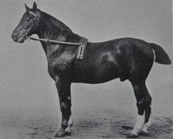 stallion Alnok (Hanoverian, 1888, from Adeptus xx)