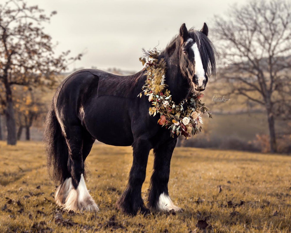 Dressurpferd Hansel (Tinker / Irish Cob / Gypsy Vanner, 2013)