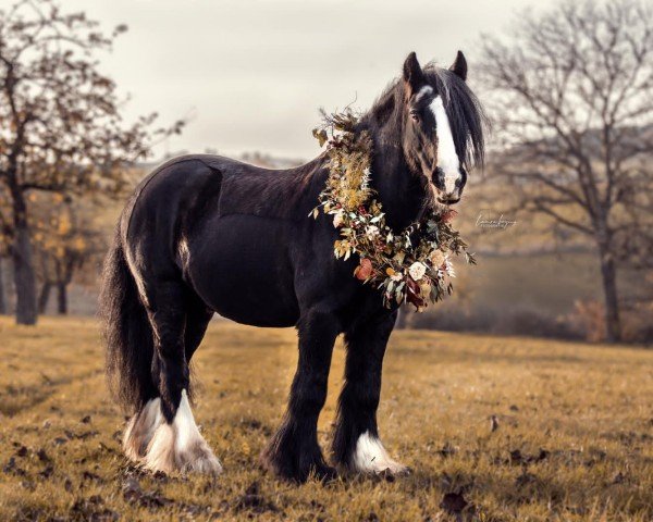 dressage horse Hansel (Tinker / Irish Cob / Gypsy Vanner, 2013)