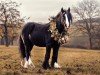 Dressurpferd Hansel (Tinker / Irish Cob / Gypsy Vanner, 2013)