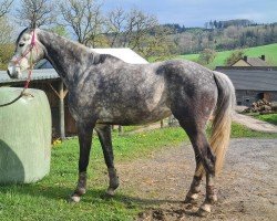 Springpferd Corni Cannix (Westfale, 2018, von Cornet Obolensky)