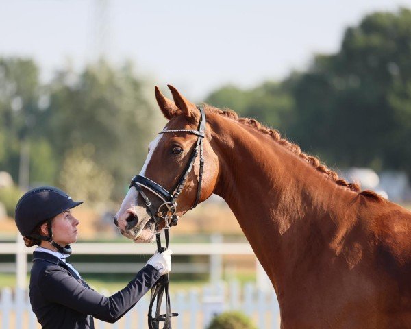 dressage horse Dargun Gold (Oldenburg, 2020)