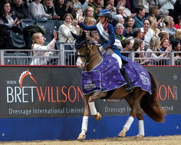 dressage horse Imhotep (KWPN (Royal Dutch Sporthorse), 2013, from Everdale)