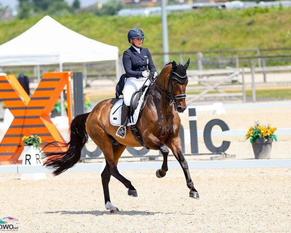 dressage horse Douglas (KWPN (Royal Dutch Sporthorse), 2008, from Glock's Johnson Tn)