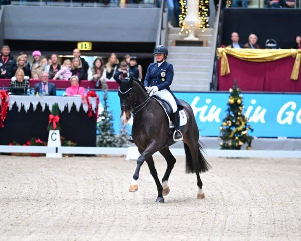 stallion Dahoud 3 (Hanoverian, 2014, from Harmony's Desiderio)