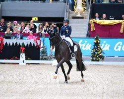 stallion Dahoud 3 (Hanoverian, 2014, from Harmony's Desiderio)