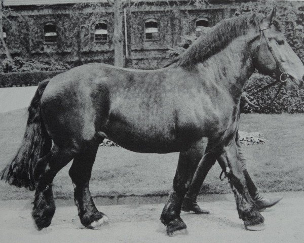 stallion Tonus (Rhenish-German Cold-Blood, 1972, from Tory II)