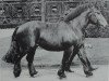 stallion Tonus (Rhenish-German Cold-Blood, 1972, from Tory II)