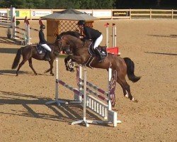 jumper Kappi (Oldenburg show jumper, 2019, from Karajan)