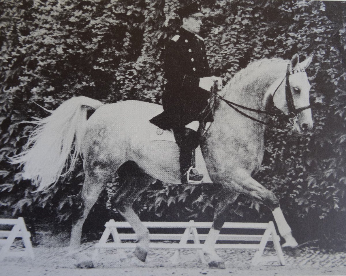 stallion Hirschberg (Westphalian, 1969, from Hirschfänger)