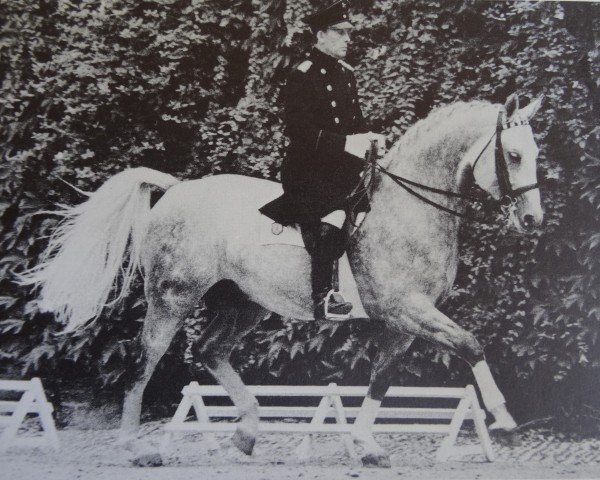 stallion Hirschberg (Westphalian, 1969, from Hirschfänger)