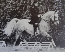 stallion Hirschberg (Westphalian, 1969, from Hirschfänger)