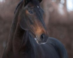 dressage horse Gabira (Westphalian, 1996, from Gralshüter)