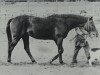 stallion Maerchenwald xx (Thoroughbred, 1958, from Waldspecht xx)