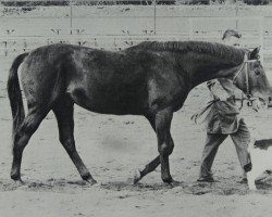 Deckhengst Maerchenwald xx (Englisches Vollblut, 1958, von Waldspecht xx)