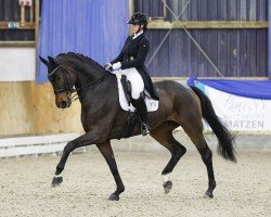 dressage horse Egon 82 (Rheinländer, 2017, from Escolar)