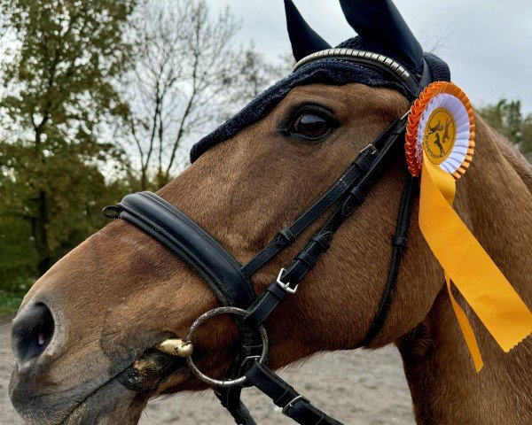 jumper Divina 91 (German Riding Pony, 2007, from FS Don't Worry Junior)