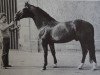 stallion Dukat (Hanoverian, 1969, from Duft II)