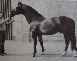 stallion Dukat (Hanoverian, 1969, from Duft II)