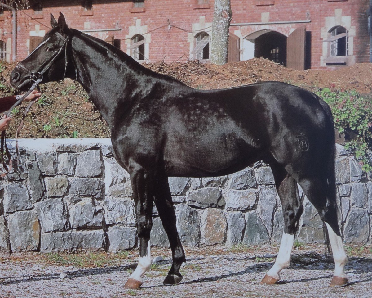 stallion Kosak 25 (Bavarian, 1973, from Komet 511)
