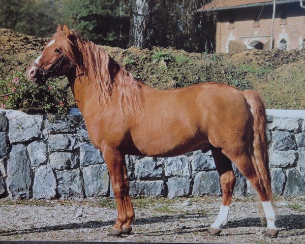 stallion Ginseng (50% ox) (Arabo-Haflinger, 1972, from Gihan Shah ox)