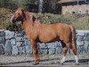 stallion Ginseng (50% ox) (Arabo-Haflinger, 1972, from Gihan Shah ox)