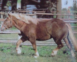 Deckhengst Maltus (Noriker, 1974, von Mal-Vulkan)