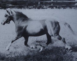 stallion Mero (Haflinger, 1973, from Merold)