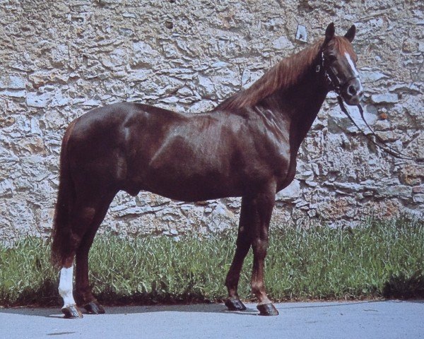 stallion Perfekt (Trakehner, 1963, from Poet xx)