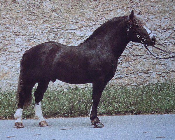 stallion Militarist (Black Forest Horse, 1965, from Militär)