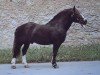 stallion Militarist (Black Forest Horse, 1965, from Militär)