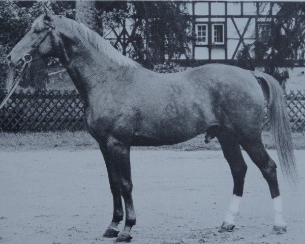 Pferd Konsul (Württemberger, 1971, von Kastor)