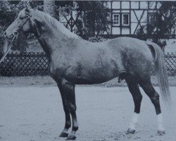 horse Konsul (Württemberger, 1971, from Kastor)