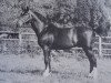 stallion Fetisch-5 (Austrian Warmblood, 1970, from Ferdinand)