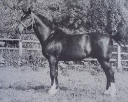 stallion Fetisch-5 (Austrian Warmblood, 1970, from Ferdinand)