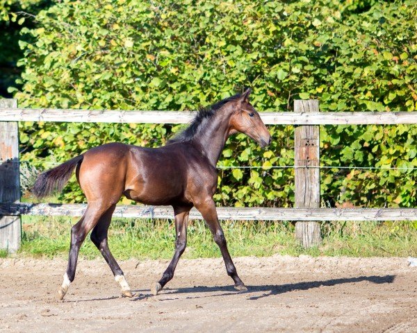 Fohlen von Belisia van de kompen (Belgisches Warmblut, 2024, von Just Wimphof)