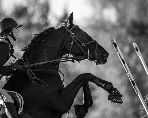 Springpferd Ballycushlane Bouncer (Irish Sport Horse, 2015)