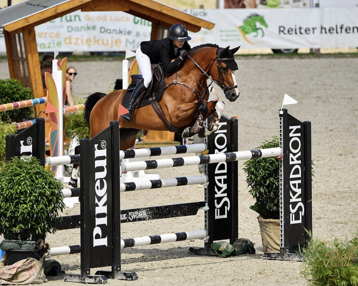 Springpferd LIPTON DE L'AULNE (Belgium Sporthorse, 2017, von Balou du Rouet)