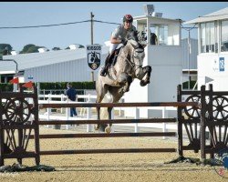 Deckhengst Rising Star (Belgisches Warmblut, 2017, von Diamant de Semilly)