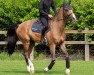 jumper Casian S (Hanoverian, 2016, from Casallco)