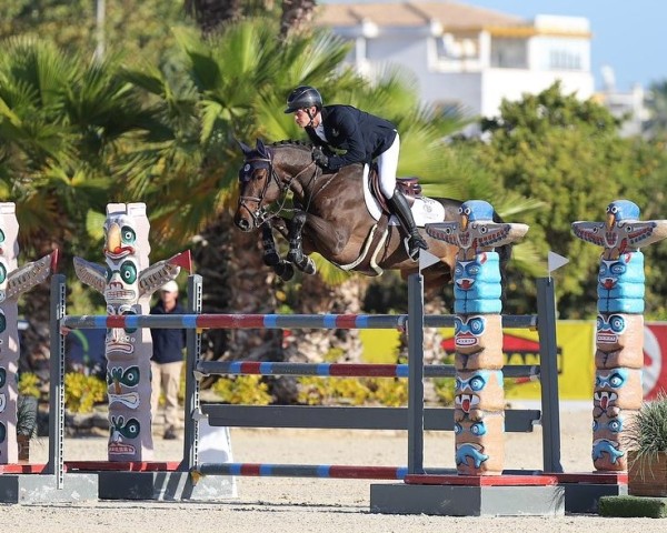 Springpferd Cola Tic vd Wijngaardhoeve Z (Zangersheide Reitpferd, 2016, von Corico Z)