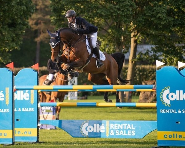 jumper Wadro's Higgins (KWPN (Royal Dutch Sporthorse), 2012, from Spartacus TN)