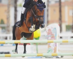 jumper Mistery van het Hellehof (Belgian Warmblood, 2012, from Erco van het Roosakker)