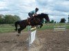 jumper Luxi 4 (German Sport Horse, 2003, from Luxelot)