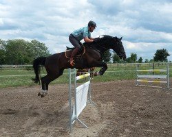 jumper Luxi 4 (German Sport Horse, 2003, from Luxelot)