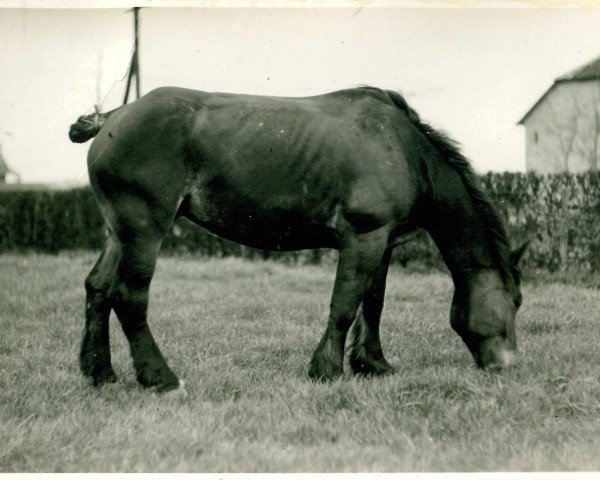 broodmare Violon (Rhenish-German Cold-Blood, 1928, from Siegfried von Geretzhoven R. H. 918)