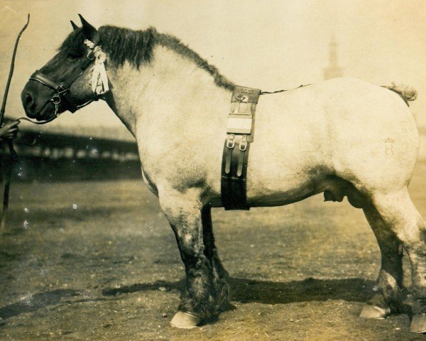 stallion Siegfried von Geretzhoven R. H. 918 (Rhenish-German Cold-Blood, 1924, from Nervus von Golzheim R. H. 879)