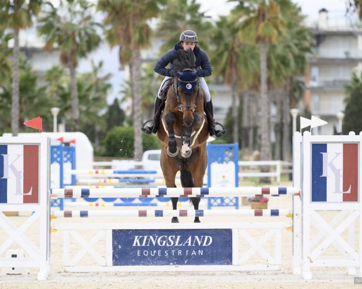 jumper Pac Man Tw (Oldenburg show jumper, 2014, from Cantolar)