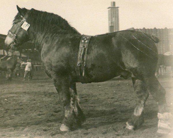 stallion Wolfdietrich von Geretzhoven R. H. 947 (Rhenish-German Cold-Blood,  , from Siegfried von Geretzhoven R. H. 918)